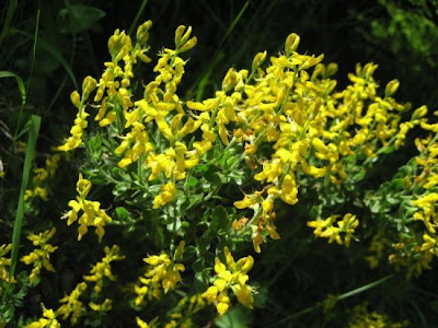 German Greenweed