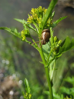 Fernald's yellowcress