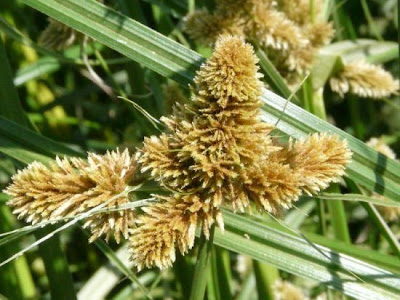 Cyperus glomeratus L.