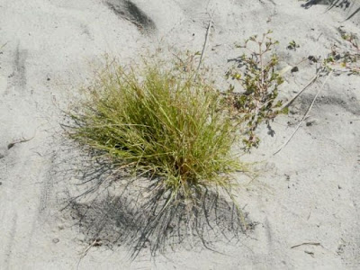 Panicella americana Panicella americana