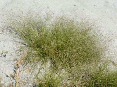 Panicella americana Panicella americana
