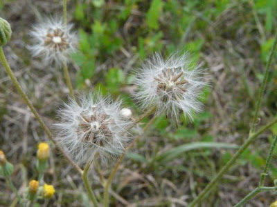 Crépis à tige capillaire Crépis à tige capillaire