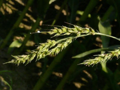 Echinochloa crusgalli,
Giavone comune