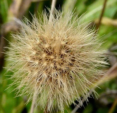 Bristly hawkbit Bristly hawkbit