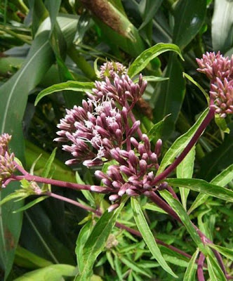 Hemp-agrimony Hemp-agrimony