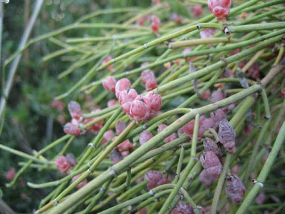 Ephedra fragilis Desf.