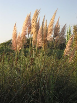 Capim-dos-pampas Capim-dos-pampas