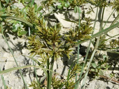 Cyperus microiria Steudel