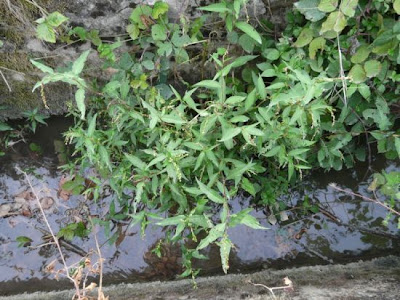 Water-pepper Water-pepper
