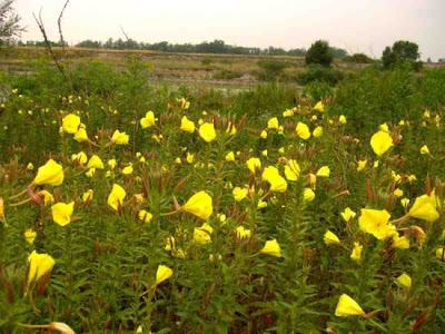 Large-flower evening-primrose