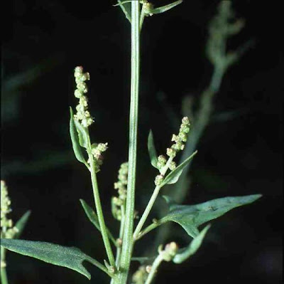Atriplex prostrata