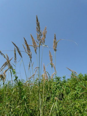 Calamagrostis epigejos,
bush grass,
Cannella delle paludi,
Wood Small Reed,
wood smallreed