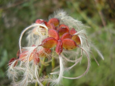 Clematis vitalba L.