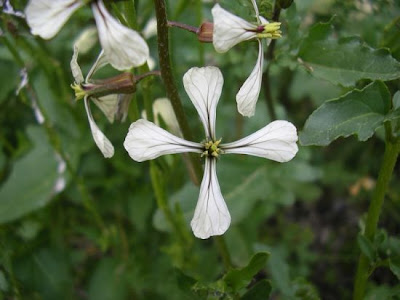 Garden Rocket Garden Rocket