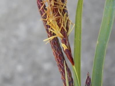 Carex flacca Schreber
