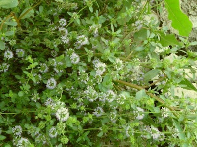 Mentha pulegium L.