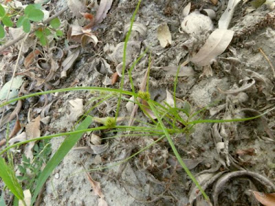 Awned flat sedge