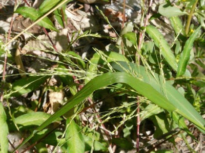 Fall panic grass Fall panic grass