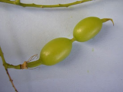 Japanese pagoda tree