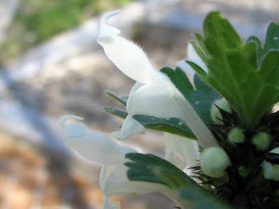 Lamium bifidum Cyr.