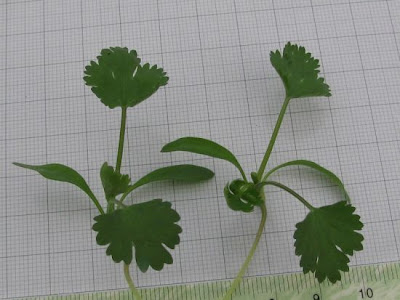 Chinese parsley