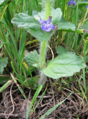 Ajuga genevensis L.
