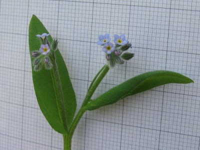 Field forget-me-not