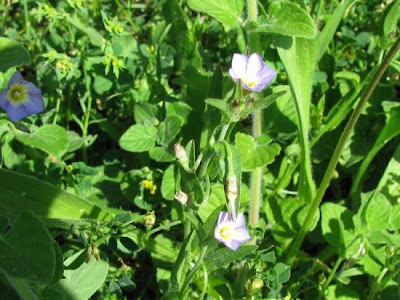 Two Coloured Bindweed