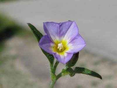 Two Coloured Bindweed