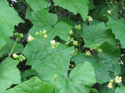 Cretan bryony Cretan bryony