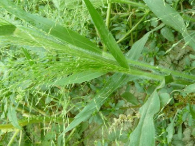 Common panic grass Common panic grass