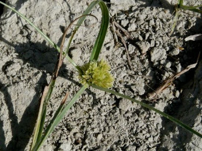 Cyperus michelianus (L.) Delile
