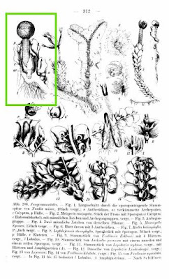 Nardia minor