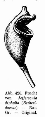 Jeffersonia diphylla,
rheumatism-root,
twinleaf,
Yellowroot,
Zwillingsblatt