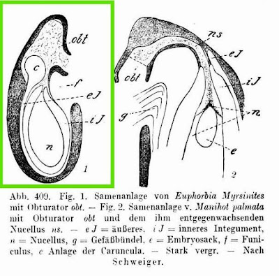 Euforbia mirsinite Euforbia mirsinite