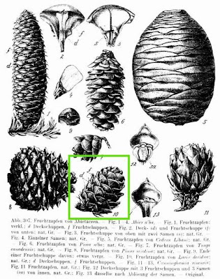 Common Larch Common Larch
