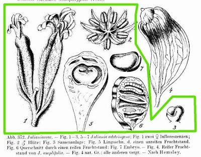 Juliania adstringens