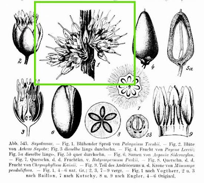 Palaquium treubii