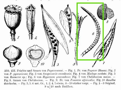 Cornacchina comune