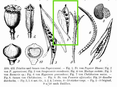 Macleya cordata