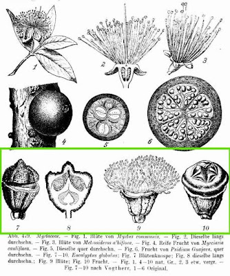 Eucalyptus globulus Labill.