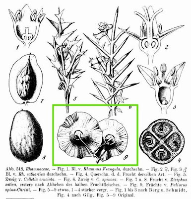 Paliurus spina-christi,
Cappellini,
Christ's-thorn,
Jerusalem Thorn,
Jeruselem thorn,
Marruca,
paliurus,
Soldini,
Spino-gatto