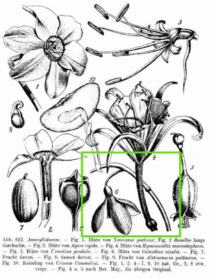 Galanthus nivalis L.