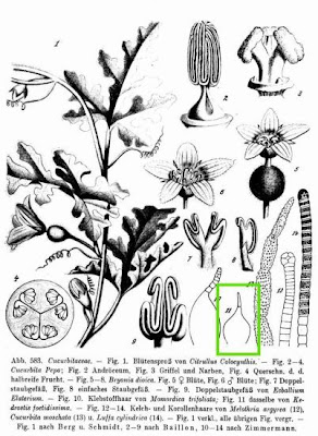 Kedrostis foetidissima