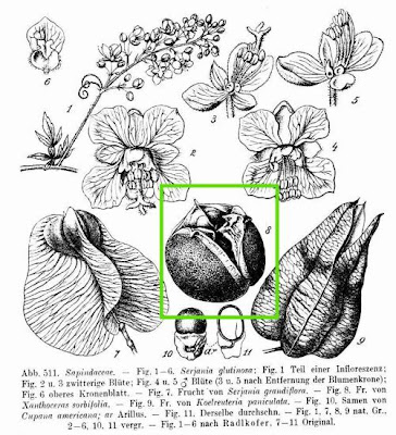 Xanthoceras sorbifolia,
yellow-horn