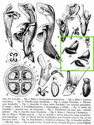 Scutellaria altissima L.