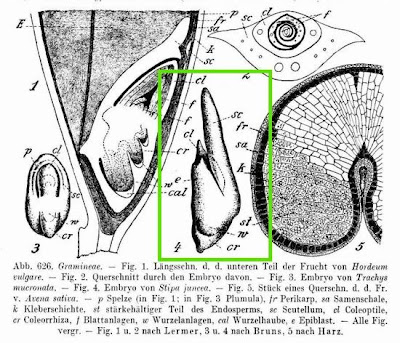 Lino delle fate giunchiforme Lino delle fate giunchiforme