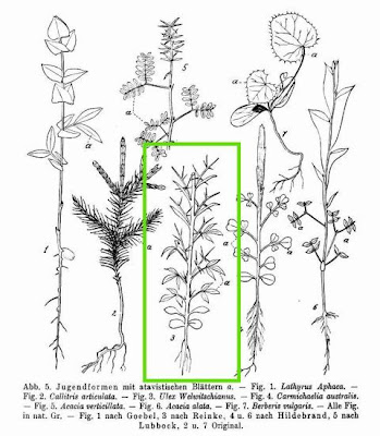 Ulex welwitschianus