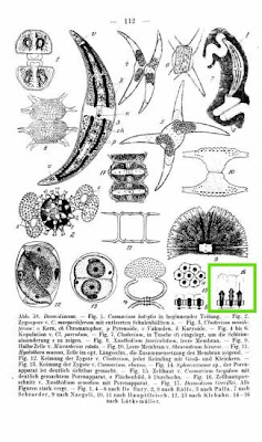 Xanthidium armatum