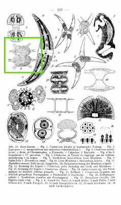 Xanthidium fasciculatum